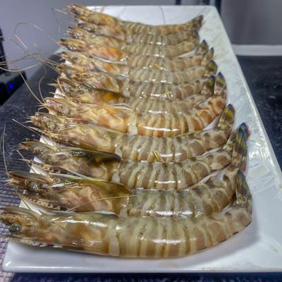 جمبري ازازي فرزة اولى حجم متوسط