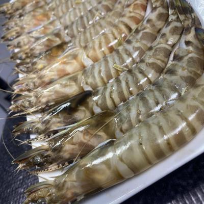 جمبري ازازي فرزة اولى حجم متوسط