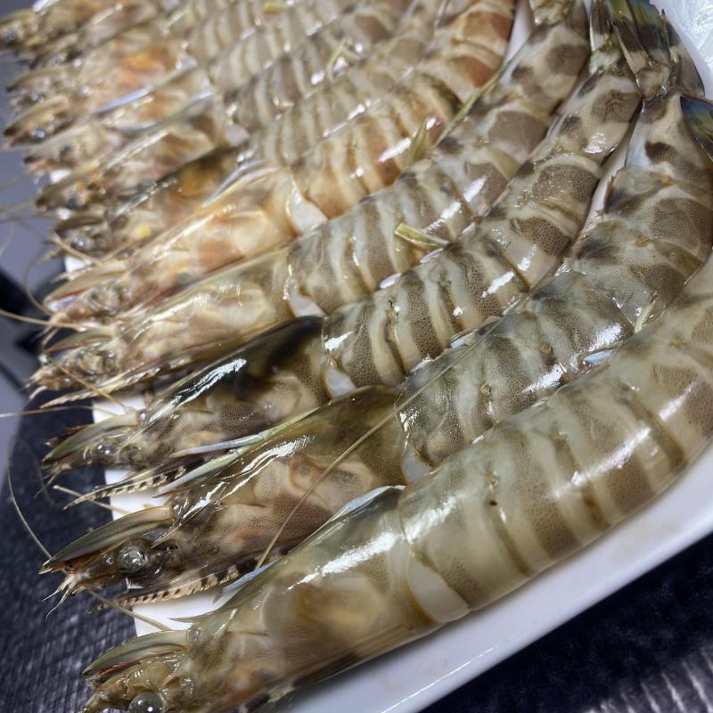 جمبري ازازي فرزة اولى حجم متوسط