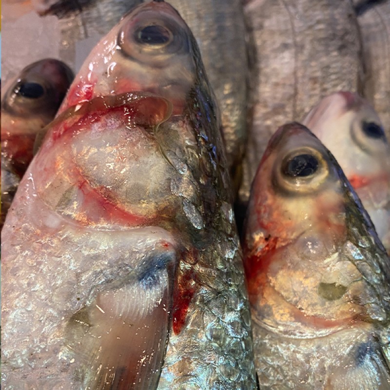 سمك بوري mulet