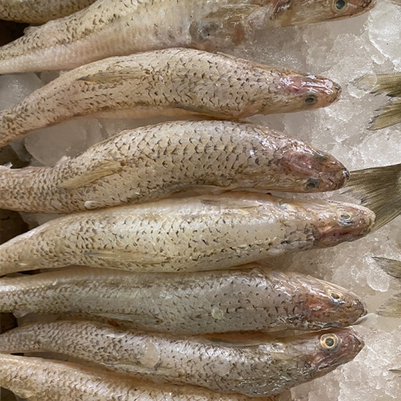 سمك المكرونة السويسي