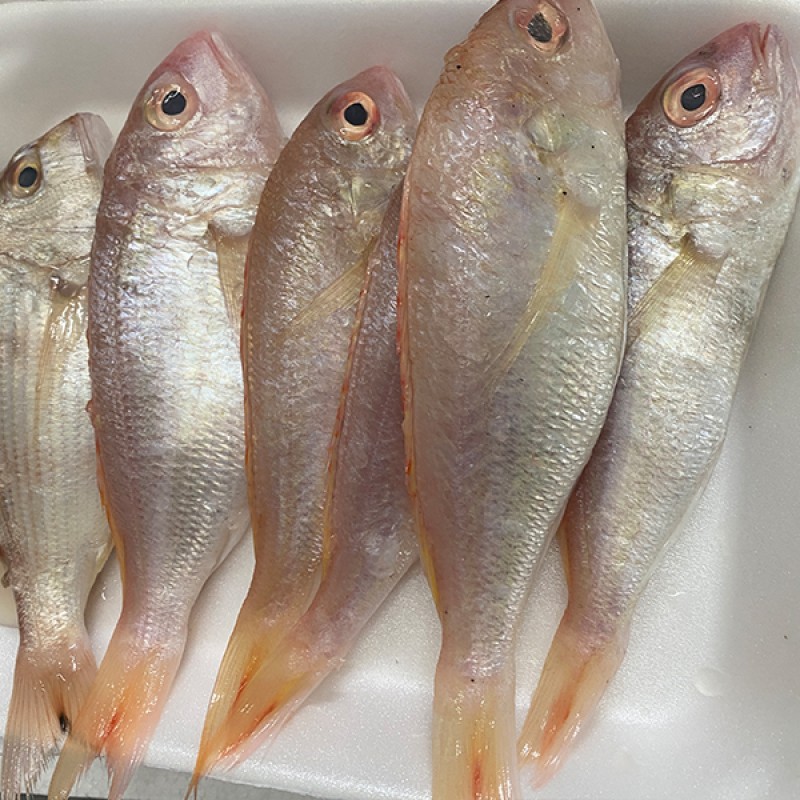 سمك المرجان