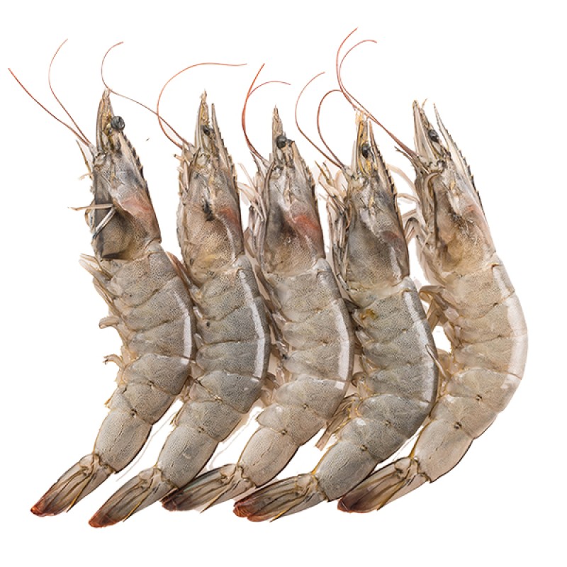جمبري قشر 40/30 shrimp