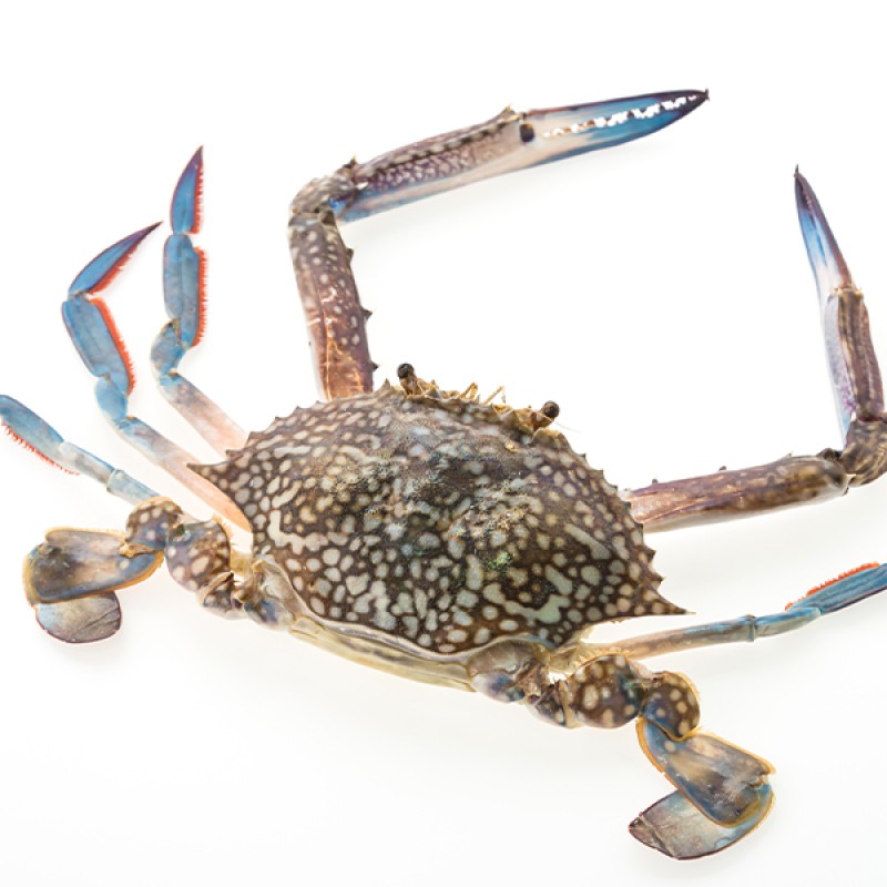 كابوريا بلدي فريش نتي (اناث)