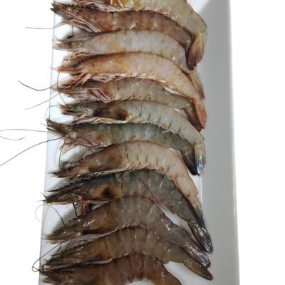 جمبري سويسي بلدي